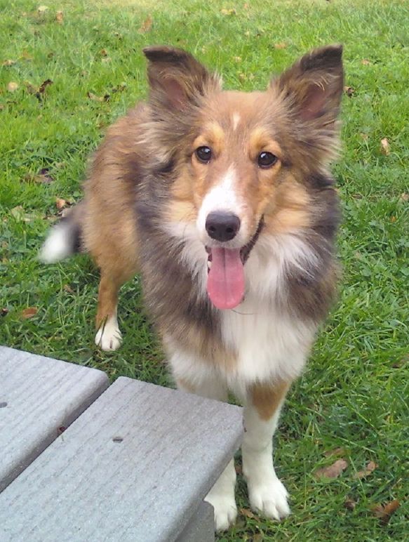 bellaadopted3